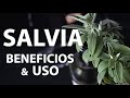 Salvia beneficios medicinales, glucosa, diabetes, heridas, encías