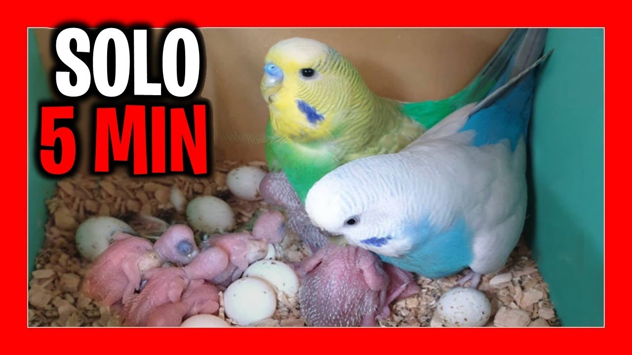 COMO REPRODUCIR PERIQUITOS en 5 MINUTOS 🚀 CRIA DE PERIQUITOS AUSTRALIANOS YouTube COMO REPRODUCIR PERIQUITOS en 5 MINUTOS 🚀 CRIA DE PERIQUITOS AUSTRALIANOS YouTube