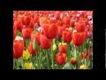 Tulips from amsterdam by johnny weaver