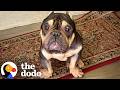 “Damaged Goods” Bulldog Turned Out To Be 12/10 Perfection | The Dodo