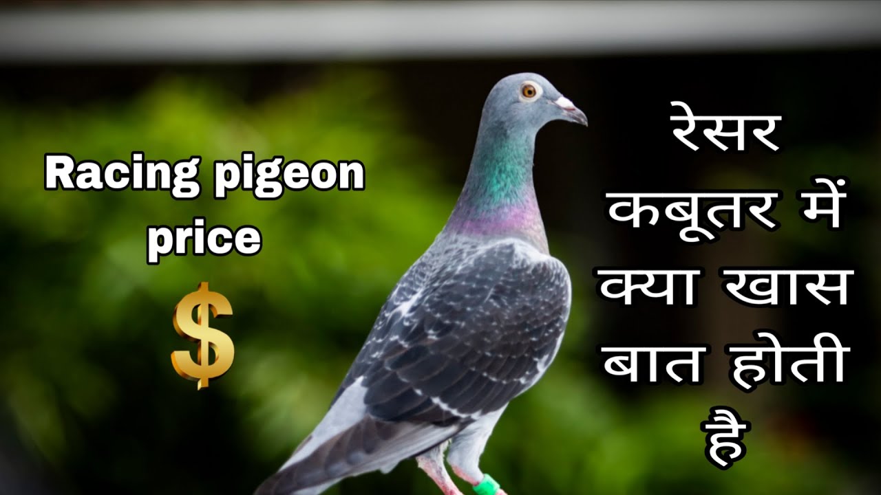 Racer kabootar mein kya khasiyat hoti hai | racing pigeon ka price kya hota hai |