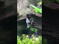 プラナリアの舞