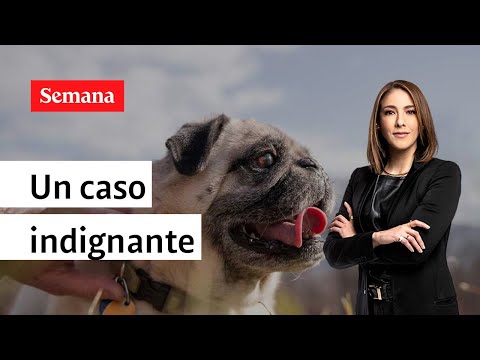 ¿Hasta cuándo la crueldad y el maltrato animal? La opinión de Juanita Gómez