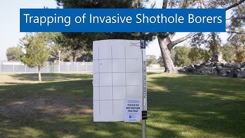 Trapping of Invasive Shothole Borers