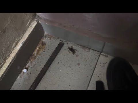 This Cockroach Almost F*ck Me 😭