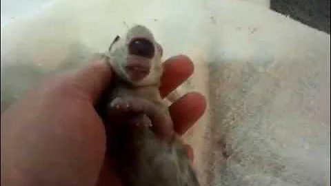 Video 610481: pregnant bengal cat, bengal kitten, eyed bengal