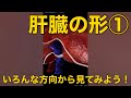 【肝臓の形1】いろんな方向から見てみよう!