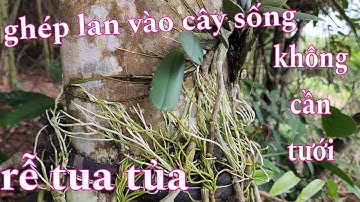Cập nhật sự phát triển của lan ghép trên cây sống không tưới nước | phong lan rừng phúc vân