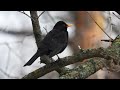 Чёрный дрозд Turdus merula поёт / Song of  Blackbird