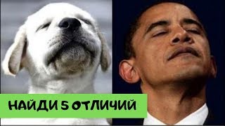 двойники знаменитостей из мира животных №2 (Найди 5 отличий) двойники знаменитостей из мира животных №2 (Найди 5 отличий)