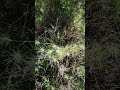 Ovate Goatgrass (Aegilops geniculata, formerly Aegilops ovata #agroforestry