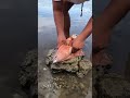 Amazing fish cutting view|Fishing