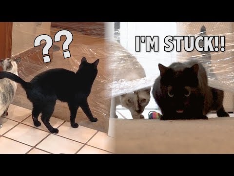 Cats vs the Invisible Challenge