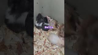 #shortsvideo 4 hamster ang bagong makikita nyo mga maliit PA sila growing strong na yan💪🐹