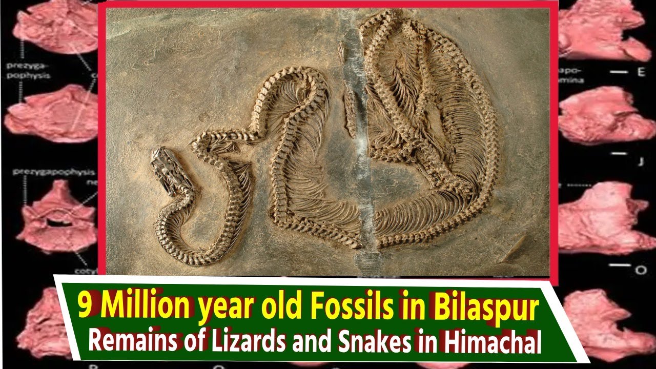 Fossil Remains of Lizards and Snakes in the Late Miocene Hominid Locality in Himachal Pradesh