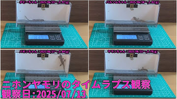 【Memorandum】 2025年07月13日 RPi-Cam-Web-Interfaceを用いたニホンヤモリのTimelapse観察