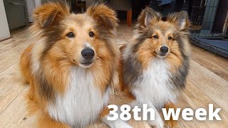 Shetland Sheepdog Puppies 38th week