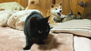 うるせぇやつら☆ The cat hates noisy guys