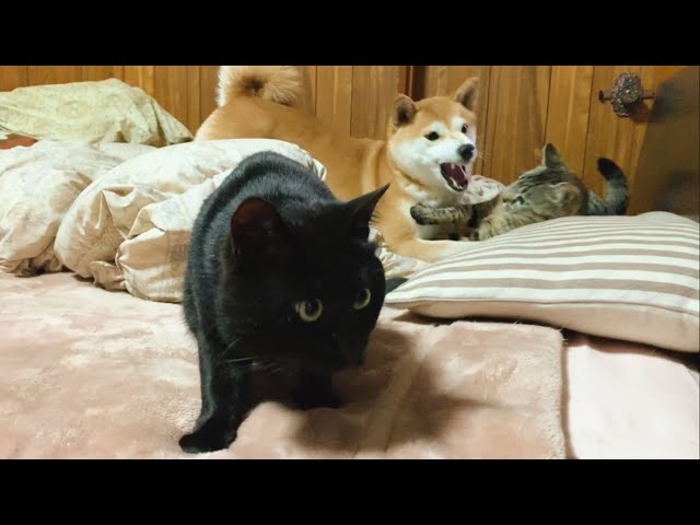 うるせぇやつら☆ The cat hates noisy guys