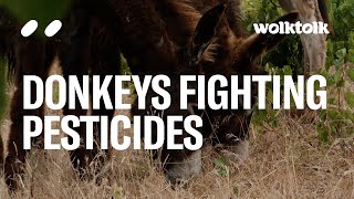 Donkeys Fighting Pesticides