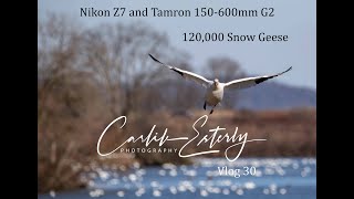 120,000 Snow Geese and the Nikon Z7 with Tamron 150-600mm Middle Creek Wildlife Refuge