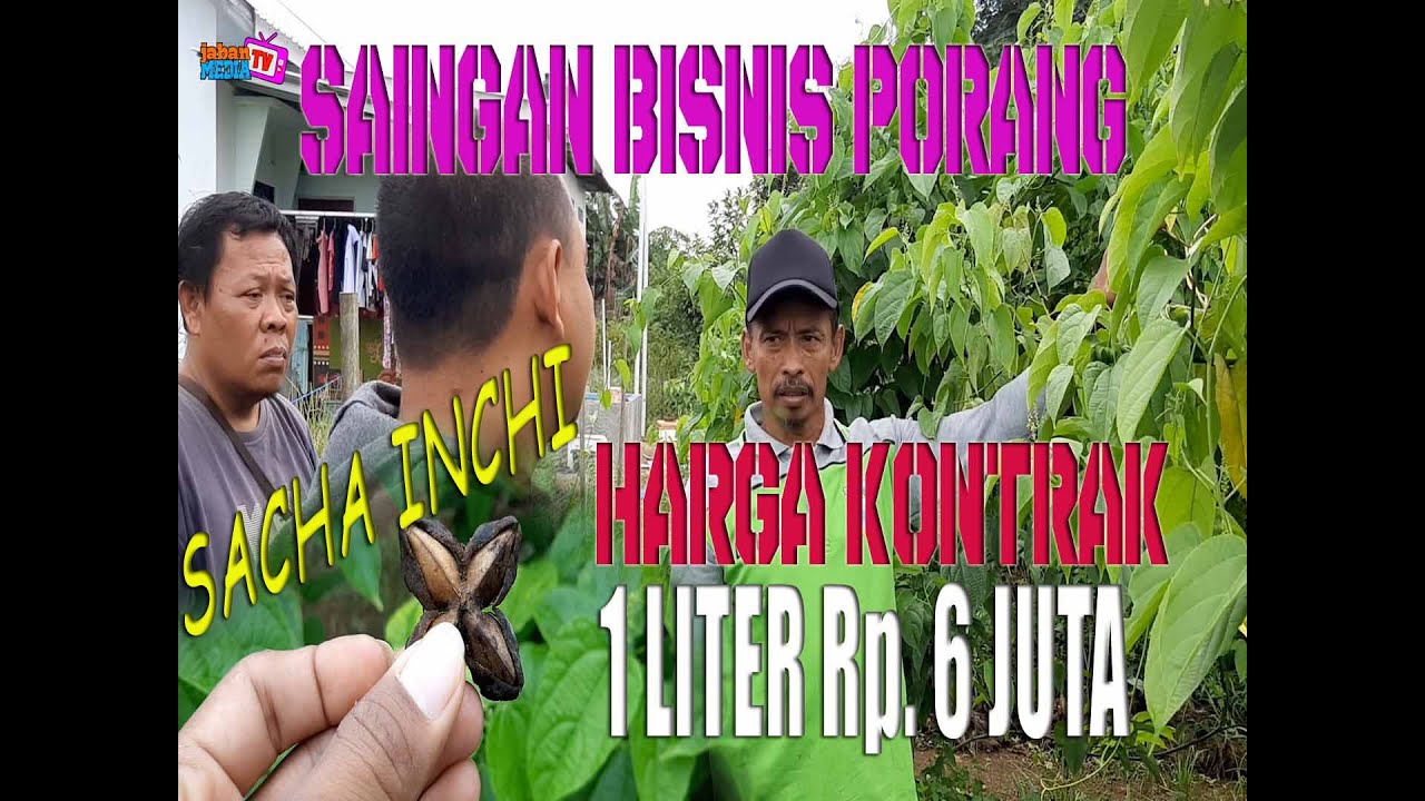 KACANG SACHA INCHI SAINGAN BISNIS PORANG DAN HARGA KONTRAK 