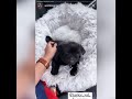 Trop cute le nouveau chien de pidi 