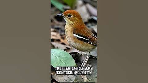 Endemic Birds of Sumatra | Unique Avian Treasures of the Island
