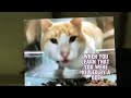 When you learn that you just got killed by a bot in Fortnite #fortnfort#catmeme #catvideos