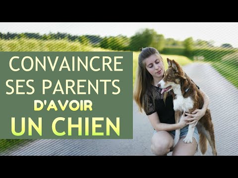 Vidéo: Comment Persuader Les Parents D'acheter Un Chien