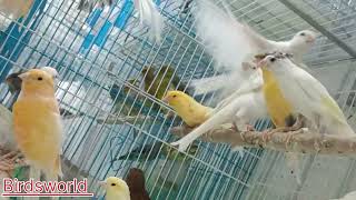 New colourfull canary watch & enjoy friends#canary #colour #iran #spain #birdsworld