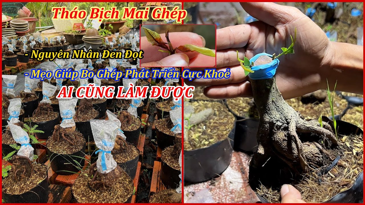 Tháo Bịch Mai Ghép MẸO GIÚP BO GHÉP PHÁT TRIỂN CỰC KHOẺ Ai Cũng Làm Được - Mai Đa Phúc Duy Hiếu