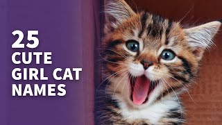 25 Cute Girl Cat Names  (Adorable Female Cat Ideas)