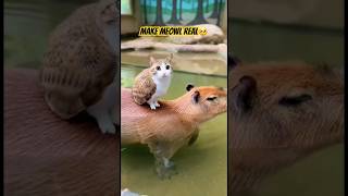 Meowl makes friends with a capybara 😸🤩#cat #cute #meowl #tiktok