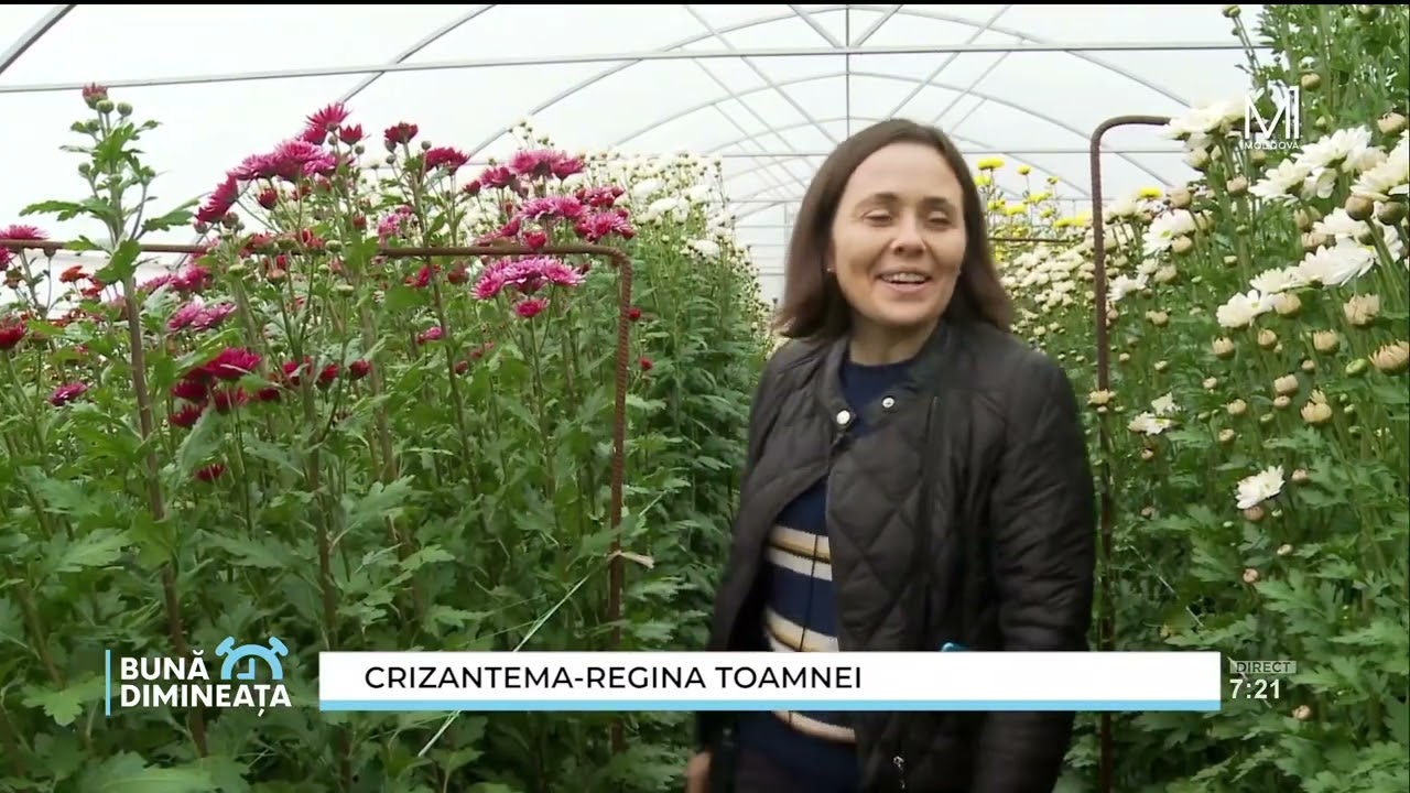 „Bună Dimineața”: Colecția de crizanteme a Dianei Gorceac
