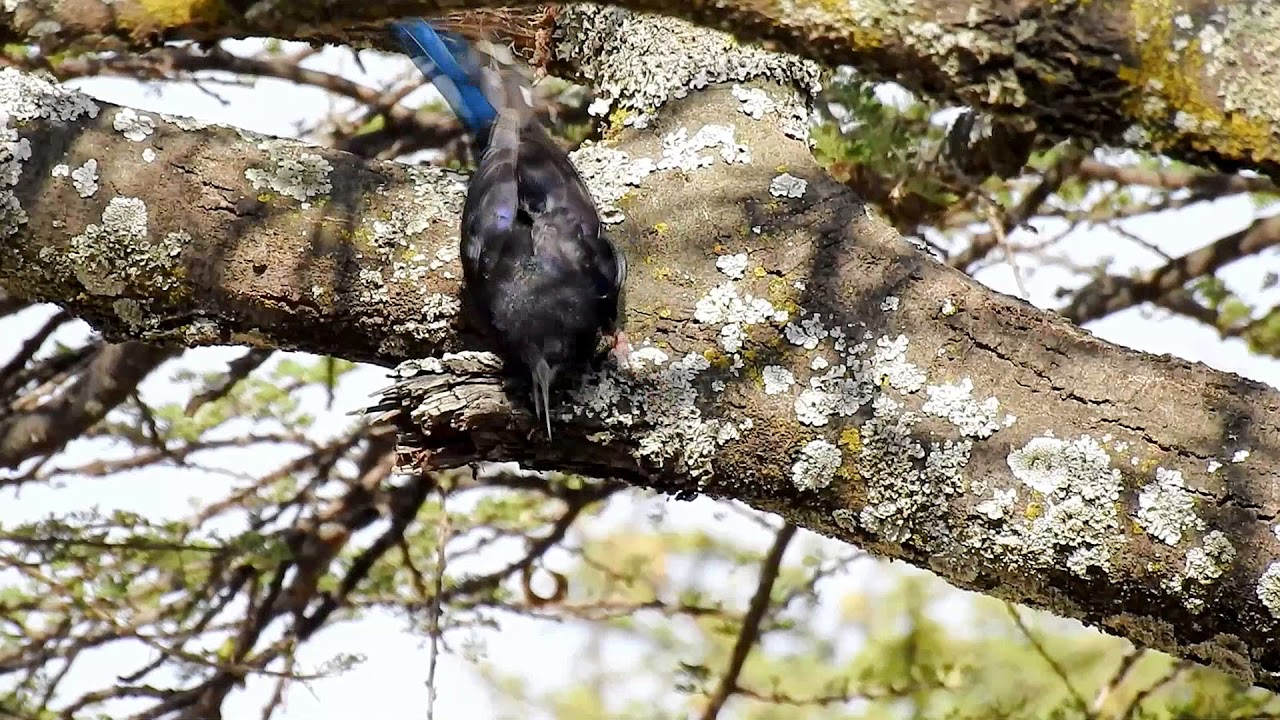 Woodhoopoe Black billed DSCN6847