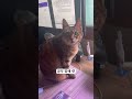 영어공부 밥 주고 해라옹. #cat #cute #고양이 #고양이일상