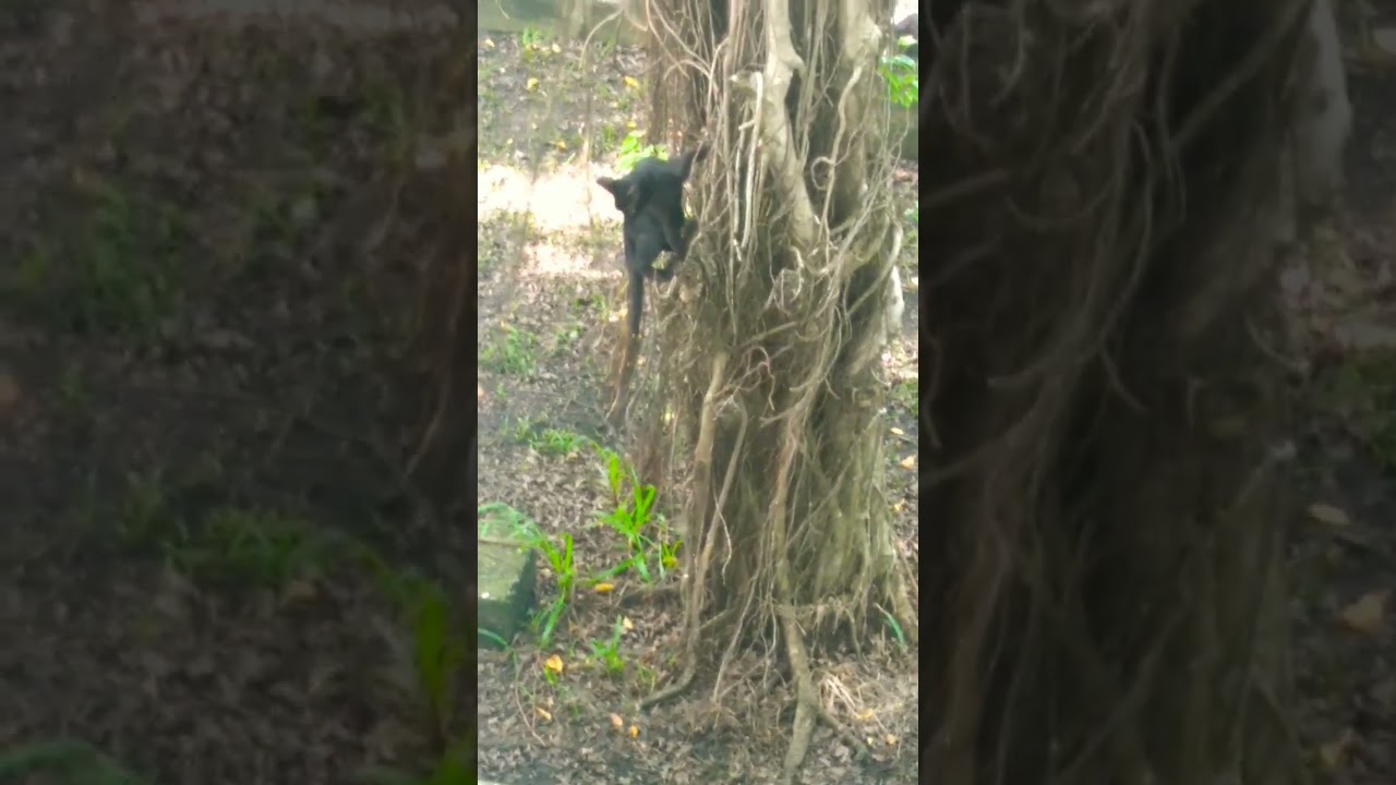 Cat climbing tree during hunting 