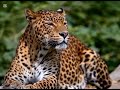 “Ghost of the Forest 🐆 #Leopard #Wildlife# #WildAnimals#NatureLovers#Shorts#ai