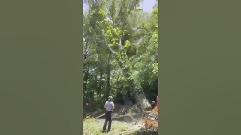 Expert Chainsaw Techniques for Cutting Big Green Trees #youtubeshorts #chainsaw #shortsfeed #shorts