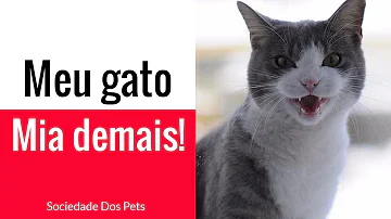 O que o verme pode causar no gato?