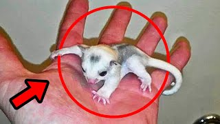 Man Finds Tiny Creature In His Backyard – You Won't BELIEVE What It Became!