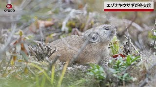 【速報】エゾナキウサギが冬支度 北海道鹿追町