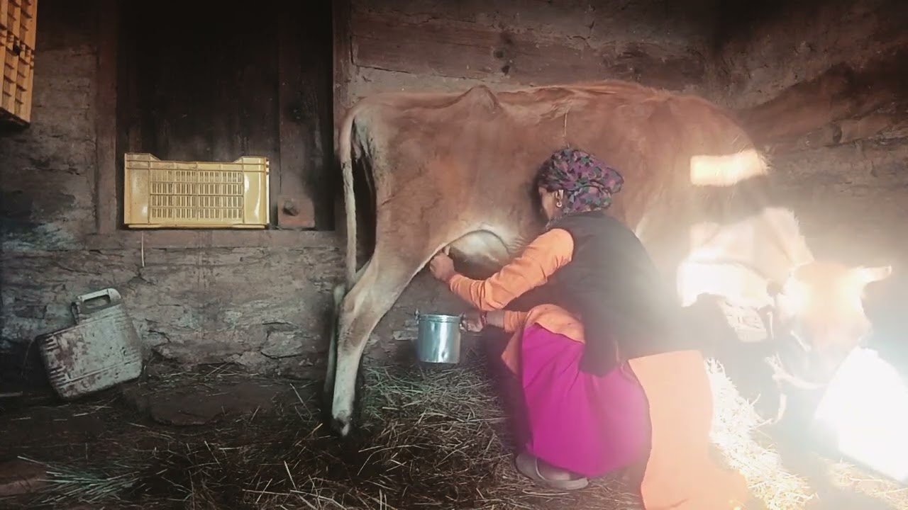 Aaj gaya sa nkl dhud yes ki hui first time delivery #youtube #villagelife  #paharilife  #minivlog 