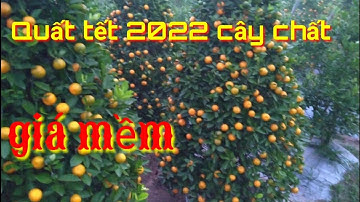 quất tết 2022 cây đẹp giá rẻ tại vườn, cần bán vườn quất tết 2022 cây quất tháp quất lùm giá mềm