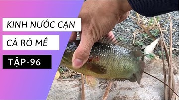 Tập 96 - Câu cá rô đồng dưới kinh nước cạn, toàn cá rô lâu năm | TMQT