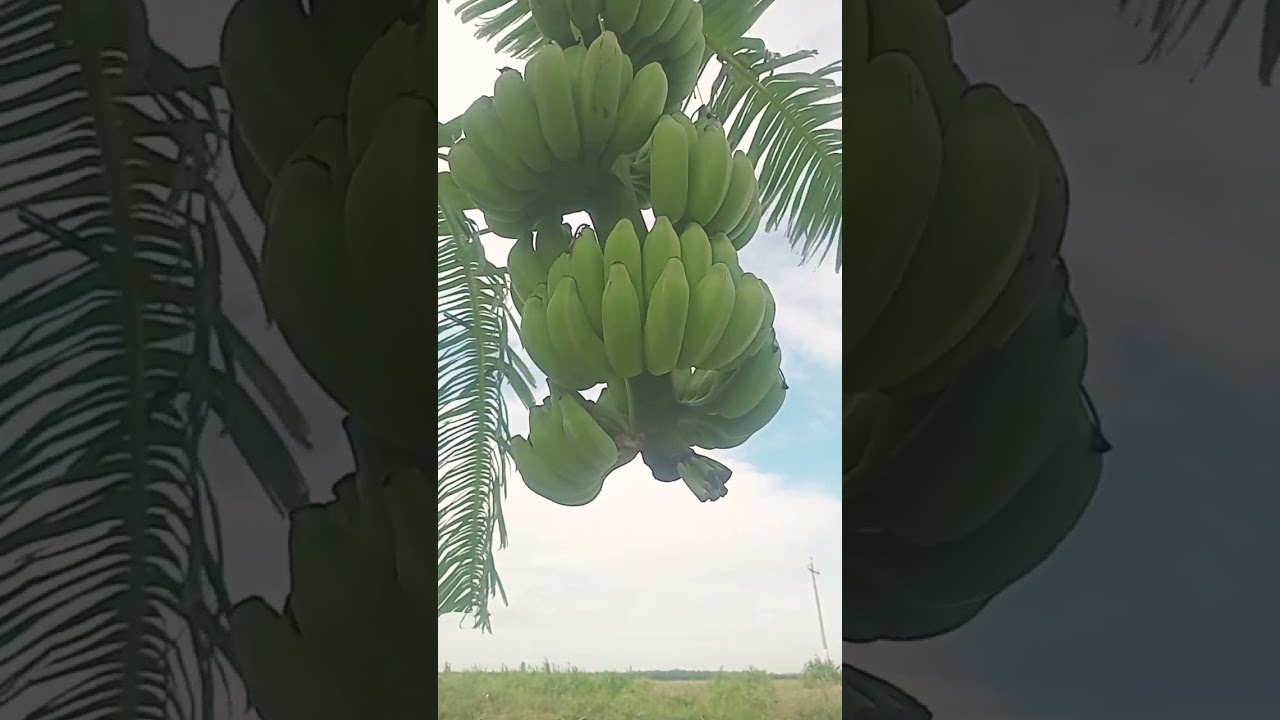 Công dụng của chuối xiêm