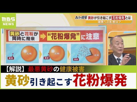 【黄砂の健康被害】アレルギー専門家が警鐘…花粉引き起こす『爆発気管支炎』「ぜんそく悪化」「マスクは完全ではない」(2023年4月12日)