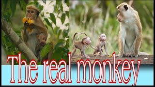 The Real Monkey is Playing || Eating || Other Activities.....