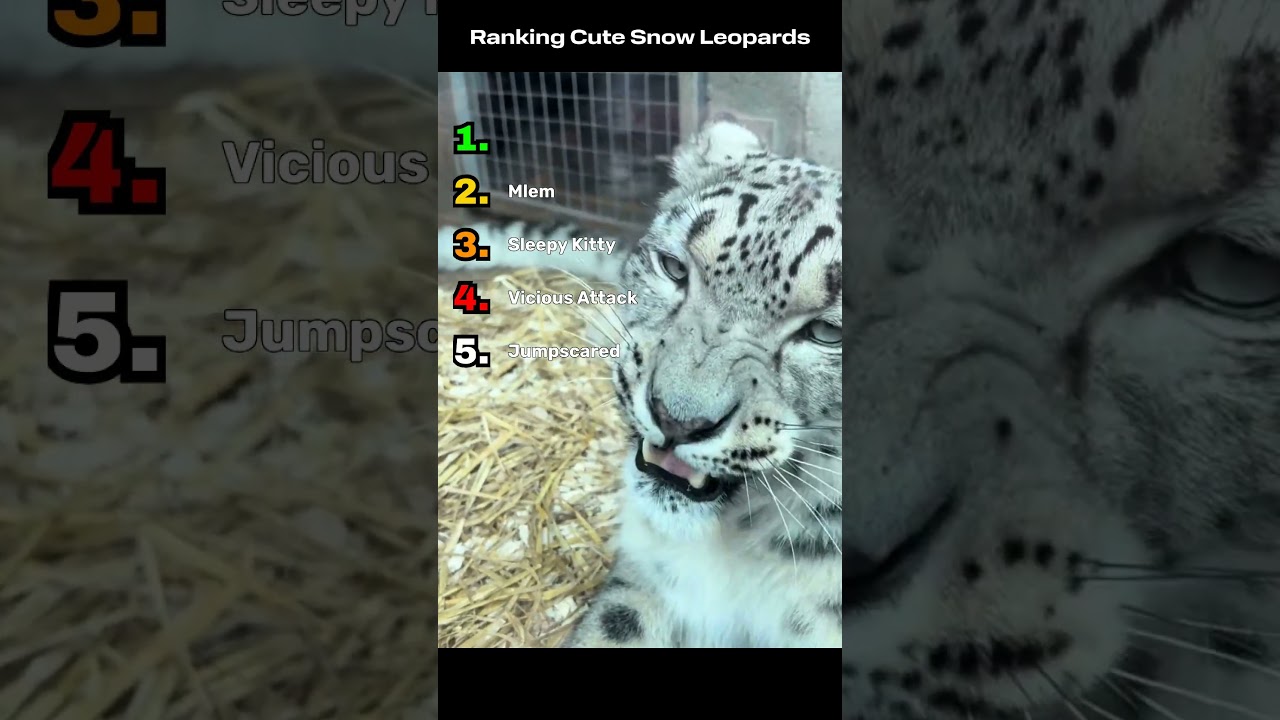 Ranking Cute Snow Leopards. Wasn't ranked correctly? Tell me your rank in the comments! 
